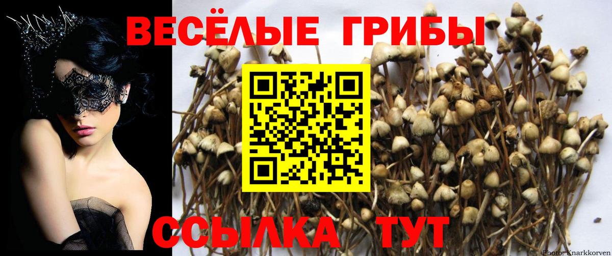 Псилоцибиновые грибы Psilocybine cubensis Ростов-на-Дону